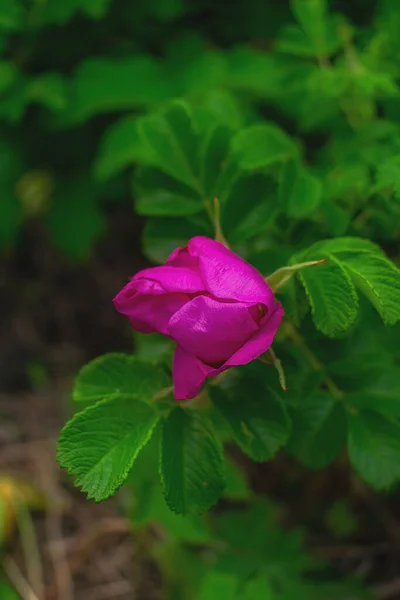 Rose Rose Fleur Hanche Sur Une Branche — Photo