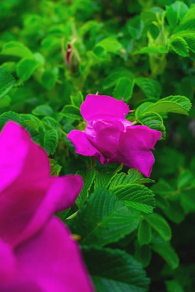 粉红的菊花在枝头上 — 图库照片