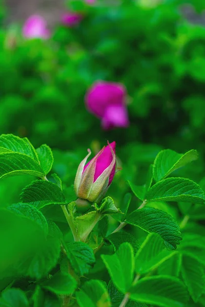 粉红玫瑰花蕾在枝条上 — 图库照片