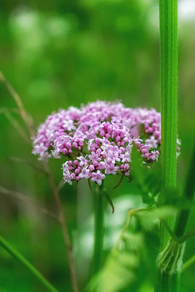 Pieni Vaaleanpunainen Kukkia Vihreä Ruoho — kuvapankkivalokuva