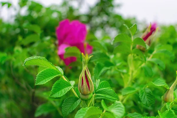 Różowy Pączek Róży Kwiat Pączek Gałęzi — Zdjęcie stockowe