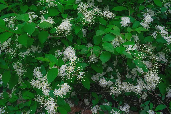 Hemmetin Jasmiinipuska Monet Valkoiset Jasmiinin Kukat — kuvapankkivalokuva