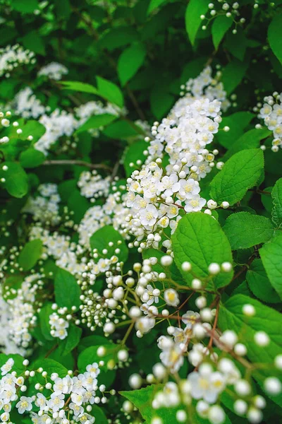 ジャスミンブッシュを開花させます 白ジャスミンの花が多い — ストック写真