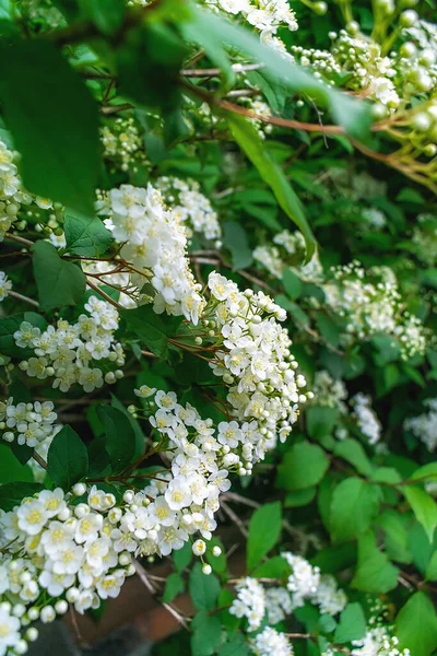 ジャスミンブッシュを開花させます 白ジャスミンの花が多い — ストック写真