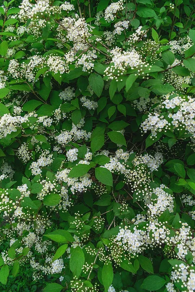 ジャスミンブッシュを開花させます 白ジャスミンの花が多い — ストック写真