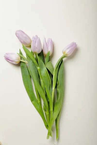 Tulipanes rosados pálidos sobre un fondo claro — Foto de Stock