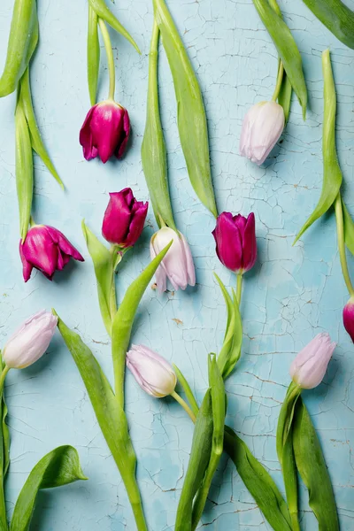Zwei Farben von Tulpen Draufsicht — Stockfoto