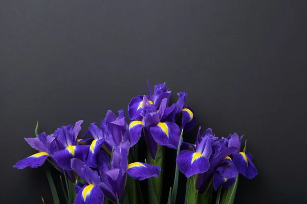 Iris fleurs sur fond noir — Photo