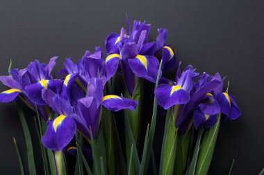 siyah zemin üzerine mavi süsen