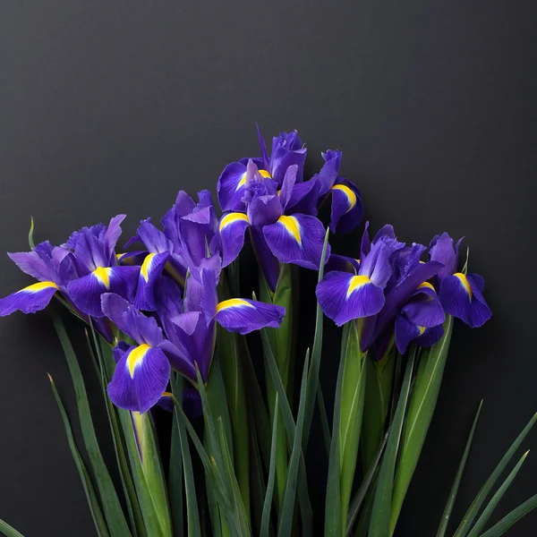 Frische Blumen Nahaufnahme — Stockfoto