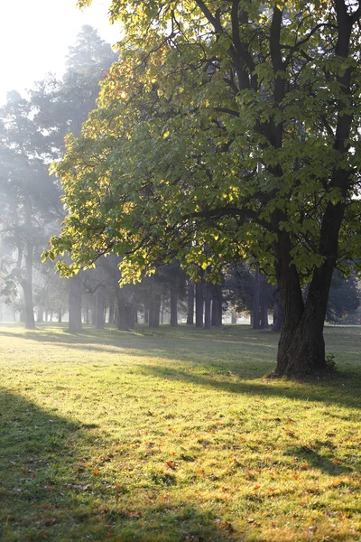 Sabah güneş ışığında Şehir Parkı — Stok fotoğraf