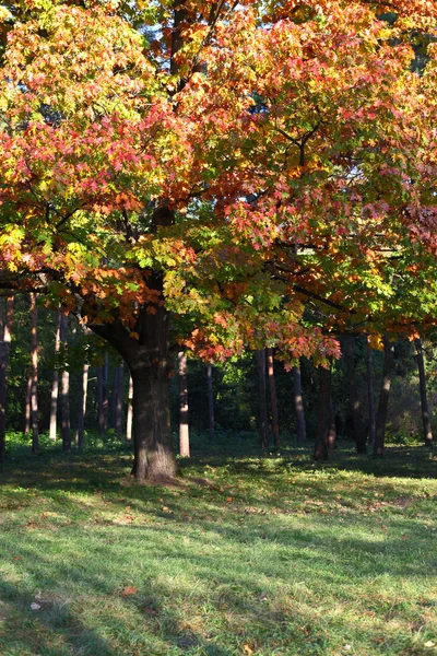 Tree in the sunlight — Stock Photo, Image