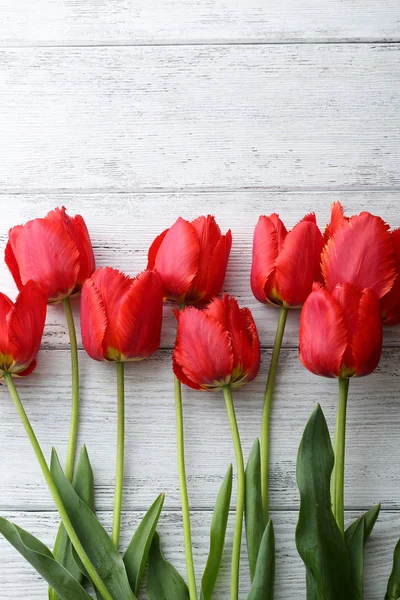 Tulip segar di papan putih — Stok Foto