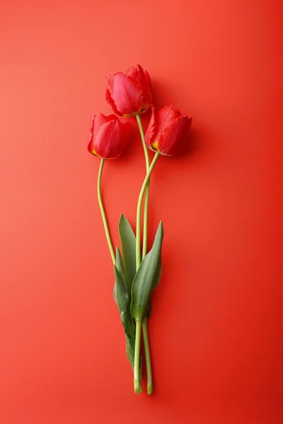 Rote Tulpen auf rotem Hintergrund — Stockfoto