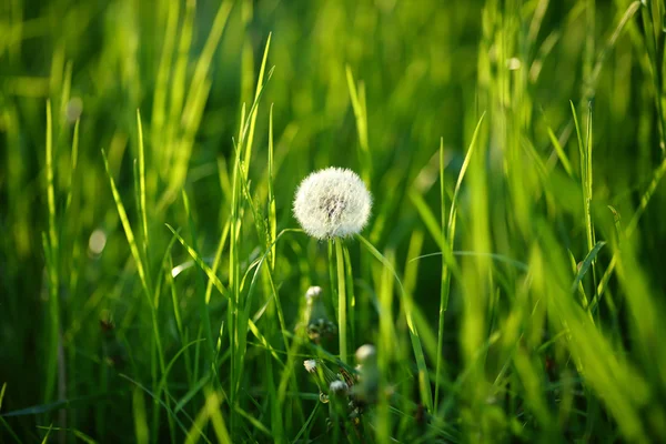 Green nature background with one dandelion — Stock Photo, Image