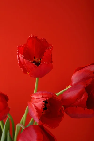 Tulpen auf rotem Hintergrund — Stockfoto