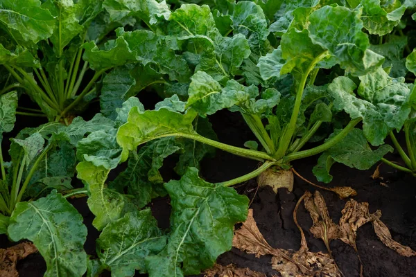 Green Sugar Beetroot Field — Stock Fotó