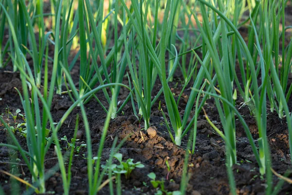 Grüne Zwiebel Wächst Bio Garten — Stockfoto