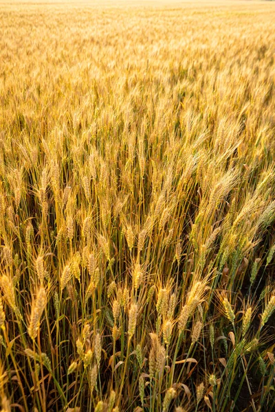 Verão Campo Trigo Dourado Natureza — Fotografia de Stock