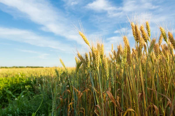 Paysage Avec Maïs Vert Blé Jaune Nature — Photo