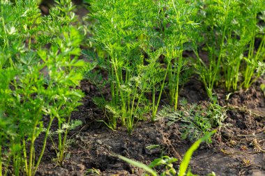 Organik havuç tarlası