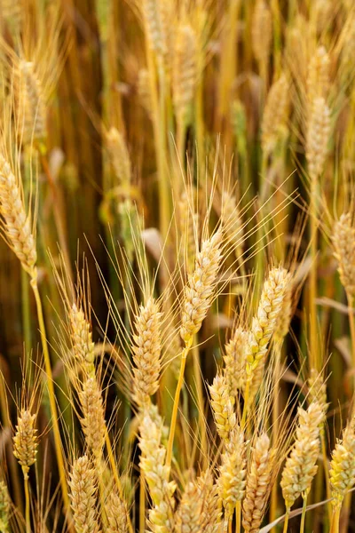 黄色の小麦が閉じ フィールド内の食品を熟す — ストック写真