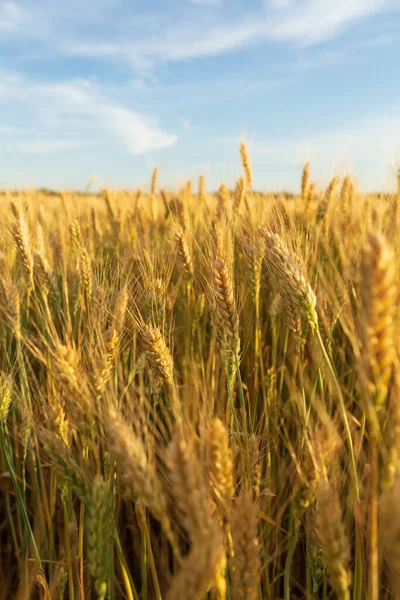 Blé Doré Dans Les Champs Récolte Fraîche Ciel Bleu — Photo