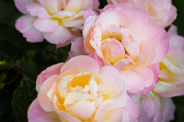 Hermosas Rosas Sobre Fondo Verde Oscuro —  Fotos de Stock