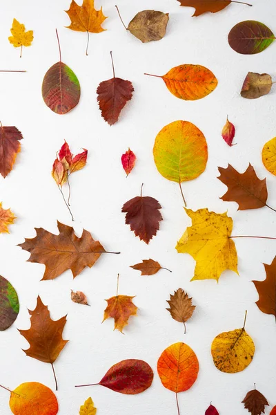 Composizione Autunnale Telaio Realizzato Con Foglie Autunnali Sfondo Bianco Posa — Foto Stock