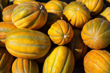 Parlak güneş ışığında karpuz hasadı, organik tarım gıdası