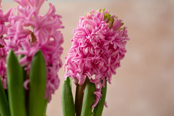 Rosa Frühlingsblumen Aus Nächster Nähe Raum Kopieren — Stockfoto