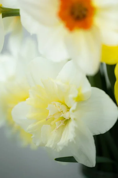 Zavřít Jarní Narcisy — Stock fotografie