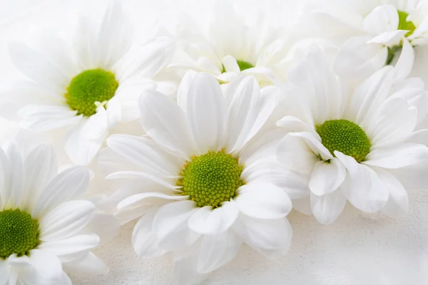 Nahaufnahme Von Weißen Blüten Gänseblümchen Auf Weißer Oberfläche — Stockfoto