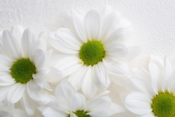 Vita Blommor Närbild Vit Yta — Stockfoto