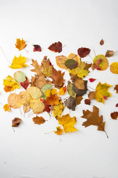 Blick Auf Verschiedene Herbstblätter Auf Weißer Oberfläche Ahorneiche — Stockfoto