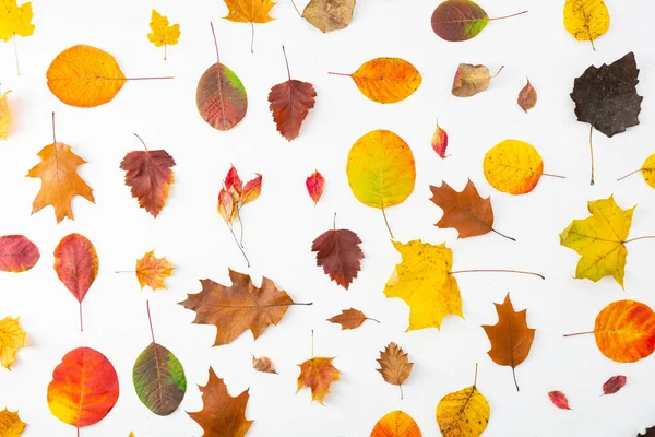 Blick Auf Verschiedene Herbstblätter Auf Weißer Oberfläche — Stockfoto