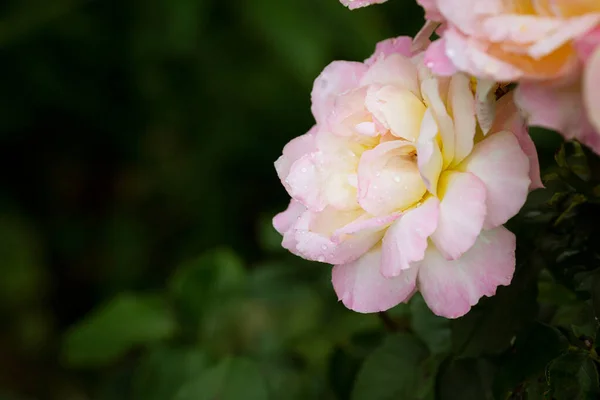 Hermosas Rosas Sobre Fondo Verde Oscuro Aire Libre —  Fotos de Stock