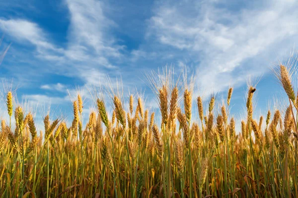 Paysage Avec Grain Doré Ciel Bleu Concept Récolte — Photo