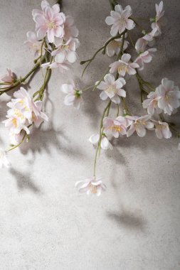 Gri yüzeyde açık pembe kiraz çiçeği