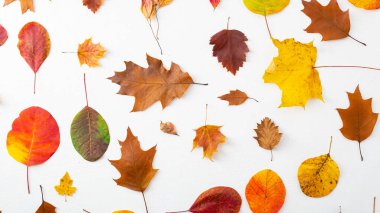 Şükran Günü planının genel görünümü sonbahar konsepti