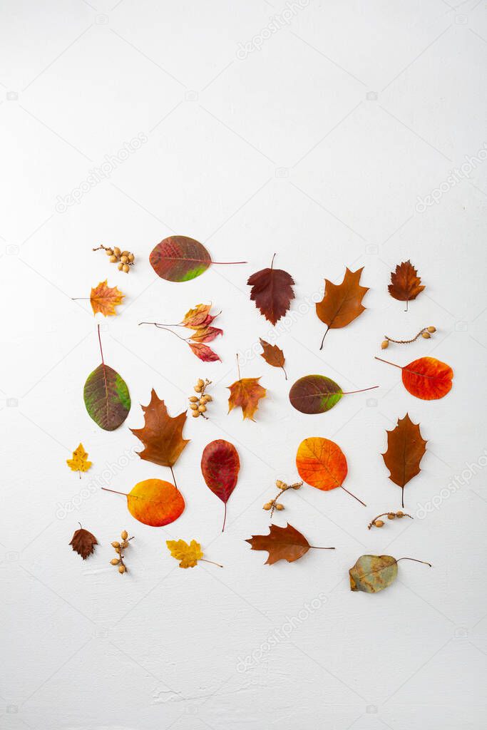 Overhead view of dry colr leaves layout autumn concept