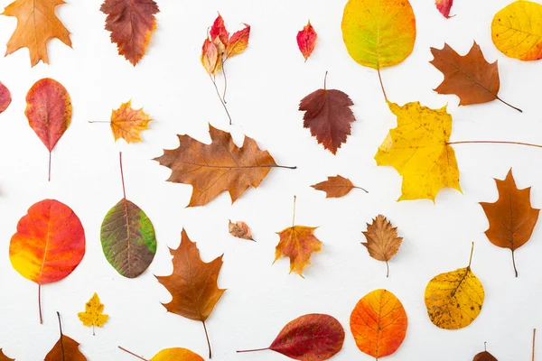 Gelbe Und Rote Herbstblätter Konzept Zusammensetzung — Stockfoto