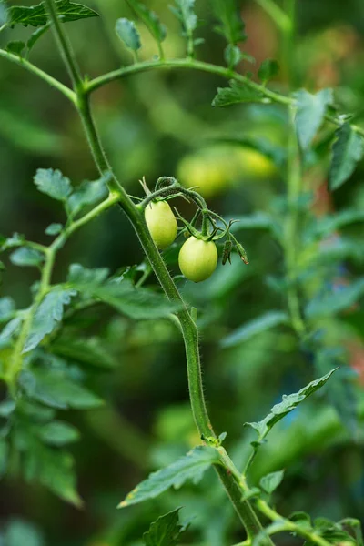 Маленький Зелений Помідор Саду Концепція Місцевої Їжі — стокове фото