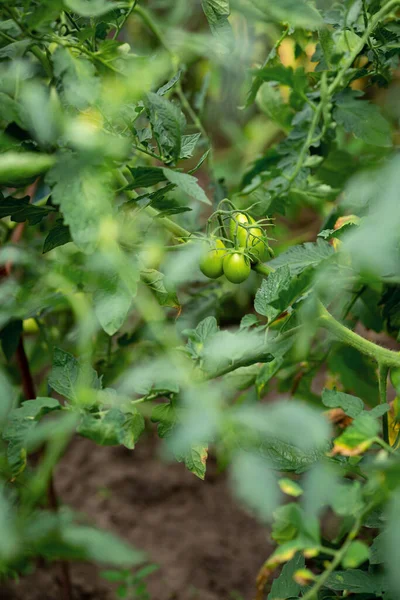 Small Green Tomato Garden Local Farming Food Concept — Stock Photo, Image