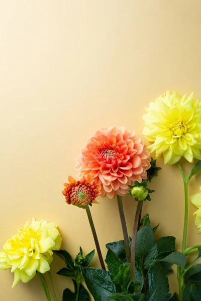 Blommor Dahlia Blommor Guldytan — Stockfoto