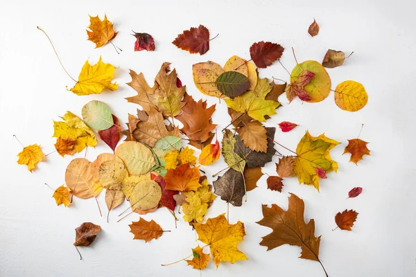 Concetto Autunnale Creativo Foglie Secche Bianco Dall Alto — Foto Stock