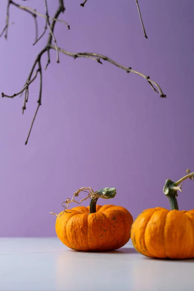 Thankgiving Halloween Concept Petites Oranges Citrouilles Sur Fond Violet — Photo