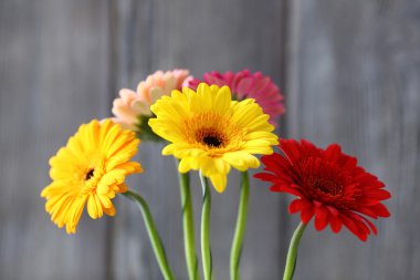 gri bir arka plan üzerinde gerbera buketi