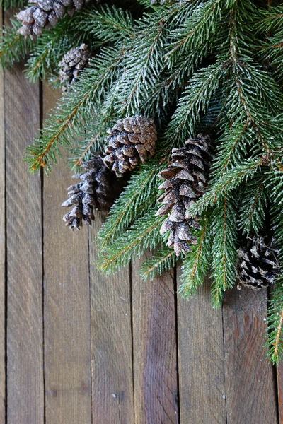 Grenar av Gran och tall kottar — Stockfoto