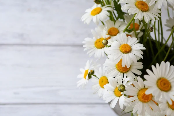 Schönes weißes Gänseblümchen — Stockfoto